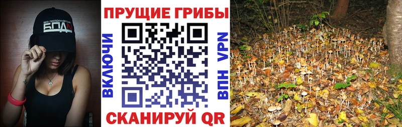 Галлюциногенные грибы ЛСД  Купить где  Благодарный 
